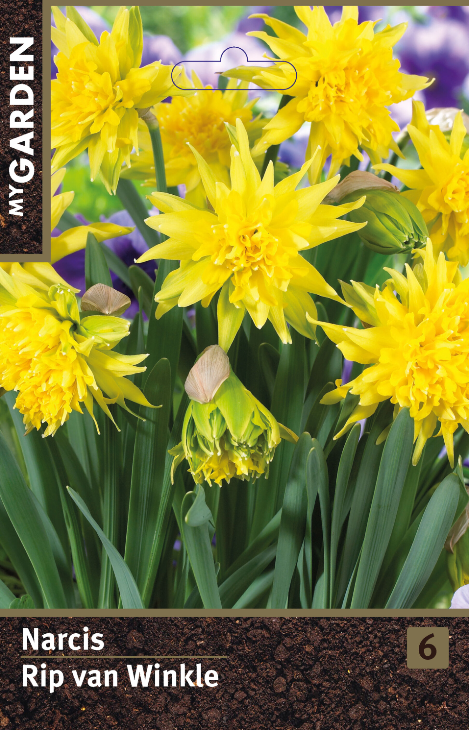 Нарцисс махровый Рип Ван Винкль